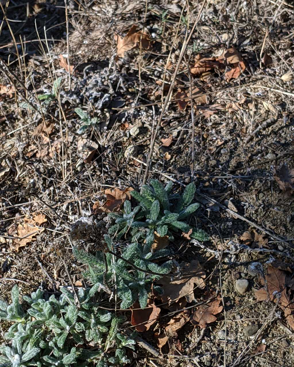 Achillea tomentosa / Millefoglio giallo